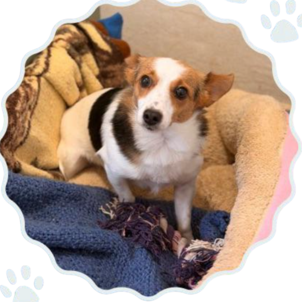 Formichina – 3 anni